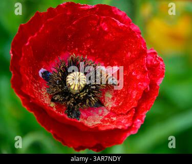 Eine detaillierte Ansicht zeigt Bienen, die aktiv Nektar von einer hellroten Mohnblume in einem üppigen Garten sammeln. Das warme Sonnenlicht erhöht den vib der Blume Stockfoto