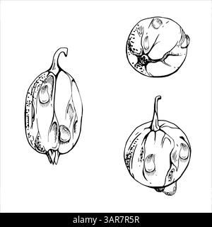 Stachelbeere Johannisbeere Frucht Beere im Wasser Tau Tropfen Hand in Vektortinte gezeichnet, Garten Huckleberry Juneberry Casseille Jostaberry. Botanik isoliert Stock Vektor