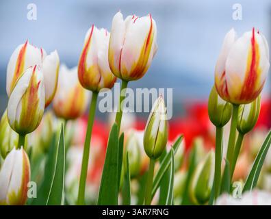 Leuchtend weiße Tulpen mit gelben und roten Streifen stehen hoch in einem lebendigen Garten, umgeben von einer bunten Kulisse blühender Blumen unter klarem Himmel Stockfoto