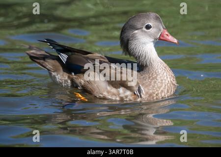 Eine Mandarinenente gleitet mühelos über das ruhige Wasser eines kleinen Teichs, dessen leuchtendes Gefieder das Sonnenlicht reflektiert. Die umliegende Landschaft ist Erbse Stockfoto