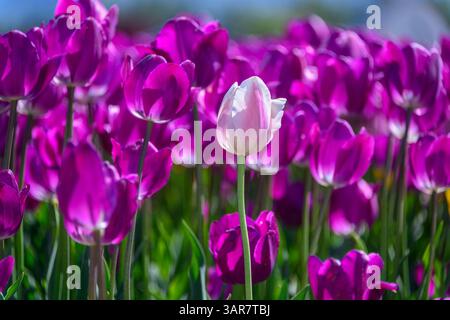 In einem üppigen Garten sind leuchtende violette Tulpen zu sehen, in der Mitte steht eine markante weiße Tulpe. Dieses farbenfrohe Display steht für den Frühling Stockfoto