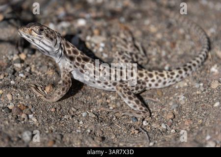 Eine Eidechse bewegt sich anmutig über sandigen Boden, ihr Körper ist mit verschiedenen Flecken verziert. Sonnenlicht hebt seine einzigartigen Muster hervor und offenbart die Schönheit von na Stockfoto