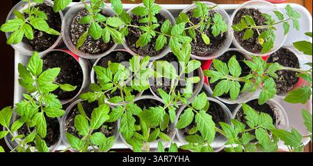 Lebendige Tomatensämlinge wachsen in klaren, mit Erde gefüllten Plastikbechern, die ordentlich in einem Tablett angeordnet sind, was die Gartenarbeit und nachhaltige Pflanzung symbolisiert Stockfoto