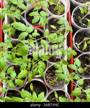 Lebendige Tomatensämlinge sprießen in kleinen Töpfen, gesundes Wachstum und Bereitschaft zur Transplantation, junge Pflanzen zeigen üppig grüne Blätter, robuste Entwicklung Stockfoto