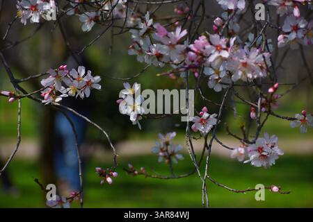 Mandelblüten blühen im Frühling weiße Mandelblüten werden im Frühjahr im Badawari Garten gesehen. Der Garten ist sehr beliebt am Ende des Winters und Anfang des Frühlings, wenn Tausende Mandelbäume blühen. Am 21. März 2025 in Srinagar, Indien. Foto: Umer Qadir/Eyepix Group Srinagar Jammu und kashmir Indien Copyright: XUmerxQadirx Stockfoto