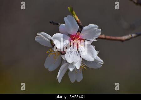 Mandelblüten blühen im Frühling weiße Mandelblüten werden im Frühjahr im Badawari Garten gesehen. Der Garten ist sehr beliebt am Ende des Winters und Anfang des Frühlings, wenn Tausende Mandelbäume blühen. Am 21. März 2025 in Srinagar, Indien. Foto: Umer Qadir/Eyepix Group Srinagar Jammu und kashmir Indien Copyright: XUmerxQadirx Stockfoto