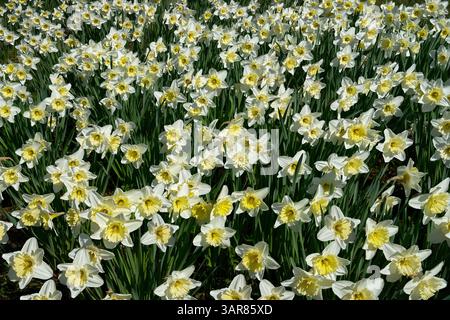 Narzissen (Narcissus pseudonarcissus) sonniges Blütenmeer - Fokus stapeln Stockfoto