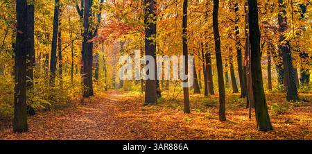 Majestätischer Panoramablick herbstlicher Wald sonnige goldene Blätter bunter Naturhintergrund malerische Landschaft traumhafte saisonale Aussicht erstaunliche Wandkunst Dekoration Stockfoto
