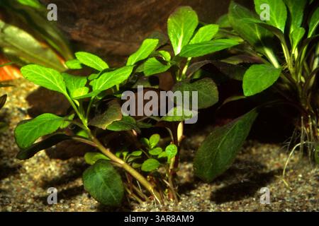 Kardinalblume, Indianerrosa, Lobelia cardinalis, Campanulaceae Stockfoto