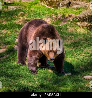Braunbär (Ursus arctos), Schweden Stockfoto