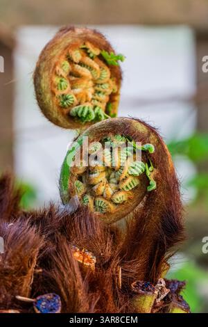 London, Großbritannien. April 2025. Die saisonale Entfeuchtung beginnt für Dicksonia Antarktica (Australian Tree Farn), während im Hintergrund Zantedeschia aethiopica (allgemein bekannt als Calla Lilie und Arum Lilie) bereits in voller Blüte ist. Frühling in Hampstead, London. Guy Bell/Alamy Live News Stockfoto