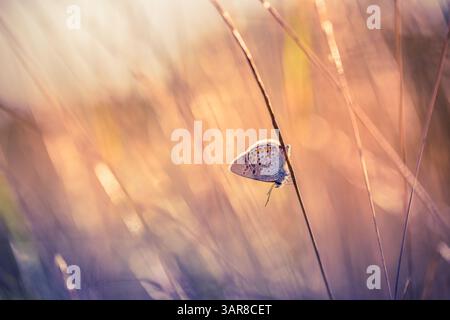 Nahaufnahme schöner Schmetterling, der Sonnenlicht genießt Gras sonnendurchflutete Wiese bei Sonnenuntergang. Goldenes Leuchten friedliche Natur künstlerischer Hintergrund. Erstaunliches abstraktes Makro Stockfoto