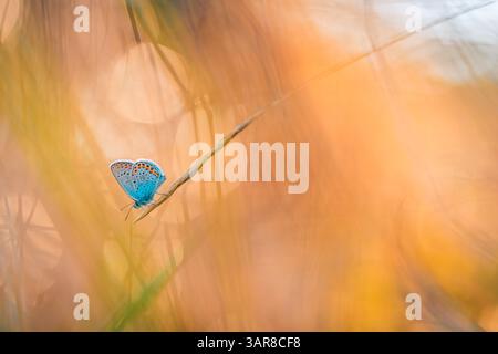 Nahaufnahme schöner Schmetterling, der Sonnenlicht genießt Gras sonnendurchflutete Wiese bei Sonnenuntergang. Goldenes Leuchten friedliche Natur künstlerischer Hintergrund. Erstaunliches abstraktes Makro Stockfoto