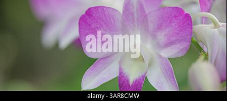 Rosa lila tropische Orchideen träumliches Bokeh üppiger Hintergrund weicher Fokus florale Schönheit. Natur exotische Eleganz, exotische Gartennähe natürlicher Hintergrund Stockfoto