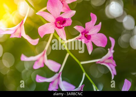 Rosa lila tropische Orchideen träumliches Bokeh üppiger Hintergrund weicher Fokus florale Schönheit. Natur exotische Eleganz, exotische Gartennähe natürlicher Hintergrund Stockfoto