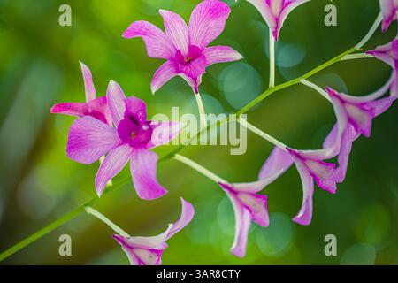 Rosa lila tropische Orchideen träumliches Bokeh üppiger Hintergrund weicher Fokus florale Schönheit. Natur exotische Eleganz, exotische Gartennähe natürlicher Hintergrund Stockfoto
