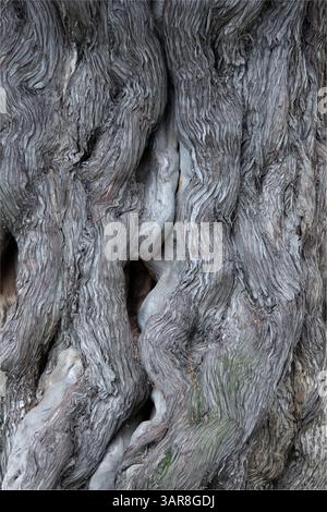 Peking, China, 14.07.2010. Die Rinde eines Baumes wird detailliert dargestellt, wobei der Schwerpunkt auf der Textur und den Mustern liegt. Das Konzept der Naturschönheit und die Passage Stockfoto