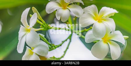 Loseup Plumeria blüht in sanftem Regen, weiße Blüten, Tautropfen, sanftes Sonnenlicht. Friedliche tropische Gelassenheit und florale Eleganz in der Natur, künstlerisch Stockfoto