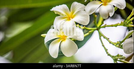 Loseup Plumeria blüht in sanftem Regen, weiße Blüten, Tautropfen, sanftes Sonnenlicht. Friedliche tropische Gelassenheit und florale Eleganz in der Natur, künstlerisch Stockfoto