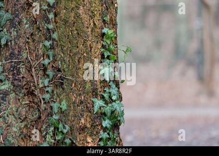 Efeu-Pflanze wickelt sich auf eine Baumrinde. Wachsende Kriechpflanze in einem Wald in Deutschland. Nahaufnahme der grünen Blätter in der Natur. Stockfoto