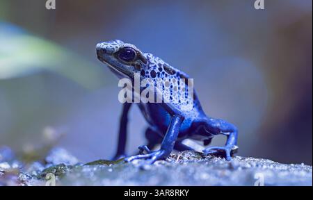 Frontale Nahaufnahme eines färbenden Giftpfeilfrosches Tumucumaque (Dendrobates tinctorius tumucumaque) Stockfoto