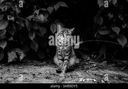 Ein schwarz-weißes Bild einer Tabbykatze, die auf dem Boden sitzt, umgeben von Blättern in natürlichem Licht. Die Katze schaut direkt auf das verstreute Tier der Kamera Stockfoto