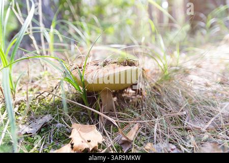 Der Pilz Xerocomellus chrysenteron wächst im Wald. Natur Stockfoto