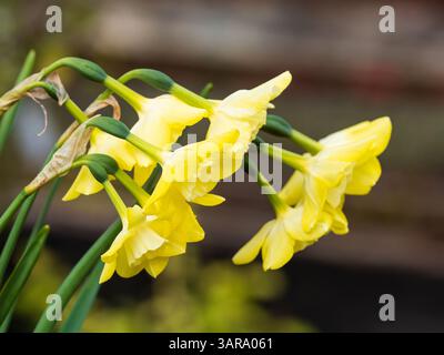 Mehrköpfige Blüten des Typs Jonquilla Frühlingsblühende Narzissen, Narcissus „Pipit“ Stockfoto