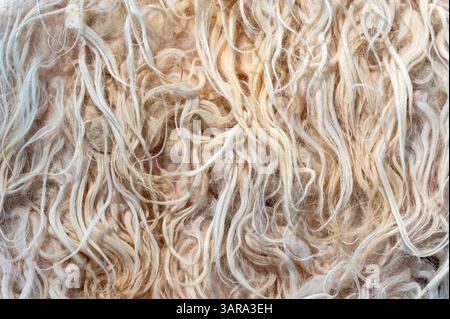 Nahaufnahme von Wildwollfasern, die eine weiche und zarte Hintergrundstruktur erzeugen Stockfoto