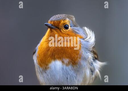 Nahaufnahme von European Robin Stockfoto