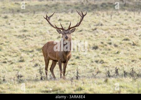 Rothirsch im Herbst im Studley Royal Park Stockfoto