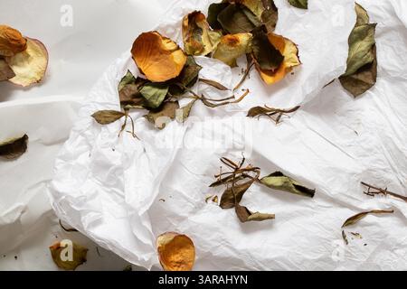 Trockene verstreute Blätter und weiße Rosenblüten auf weißem Papier als Hintergrund, Blätter als Hintergrund Stockfoto