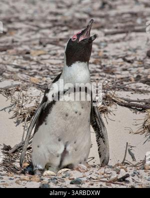 18. März 2011 - Kap-Halbinsel, Westkap, Südafrika - der Afrikanische Pinguin (Spheniscus demersus), eine vom Aussterben bedrohte Art, auch bekannt als Jackass-Pinguin für seinen esselähnlichen bray, in der Pinguinkolonie Boulders Beach, Teil des Table Mountain National Park, ein beliebter Touristenstopp in der Nähe von Simons Town. (Bild: © Arnold Drapkin/ZUMAPRESS.com) Stockfoto