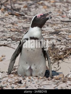 18. März 2011 - Kap-Halbinsel, Westkap, Südafrika - der Afrikanische Pinguin (Spheniscus demersus), eine vom Aussterben bedrohte Art, auch bekannt als Jackass-Pinguin für seinen esselähnlichen bray, in der Pinguinkolonie Boulders Beach, Teil des Table Mountain National Park, ein beliebter Touristenstopp in der Nähe von Simons Town. (Bild: © Arnold Drapkin/ZUMAPRESS.com) Stockfoto