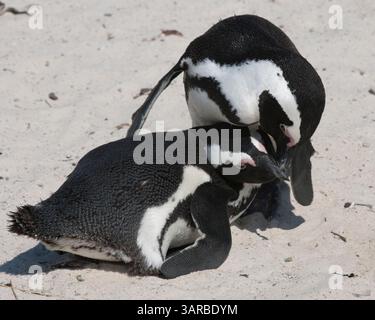 18. März 2011 - Kap-Halbinsel, Westkap, Südafrika - Ein Paar afrikanischer Pinguine (Spheniscus demersus), eine vom Aussterben bedrohte Art, bei Balzritualen während der Paarung in der Boulders Beach-Pinguinkolonie, Teil des Table Mountain National Park, ein beliebter Touristenstop in der Nähe von Simons Town. (Bild: © Arnold Drapkin/ZUMAPRESS.com) Stockfoto