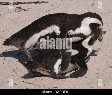 18. März 2011 - Kap-Halbinsel, Westkap, Südafrika - Ein Paar afrikanischer Pinguine (Spheniscus demersus), eine vom Aussterben bedrohte Art, bei Balzritualen während der Paarung in der Boulders Beach-Pinguinkolonie, Teil des Table Mountain National Park, ein beliebter Touristenstop in der Nähe von Simons Town. (Bild: © Arnold Drapkin/ZUMAPRESS.com) Stockfoto