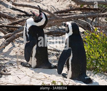 18. März 2011 - Kap-Halbinsel, Westkap, Südafrika - der Afrikanische Pinguin (Spheniscus demersus), eine vom Aussterben bedrohte Art, auch bekannt als Jackass-Pinguin für seinen esselähnlichen bray, in der Pinguinkolonie Boulders Beach, Teil des Table Mountain National Park, ein beliebter Touristenstopp in der Nähe von Simons Town. (Bild: © Arnold Drapkin/ZUMAPRESS.com) Stockfoto