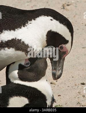 18. März 2011 - Kap-Halbinsel, Westkap, Südafrika - Ein Paar afrikanischer Pinguine (Spheniscus demersus), eine vom Aussterben bedrohte Art, bei Balzritualen während der Paarung in der Boulders Beach-Pinguinkolonie, Teil des Table Mountain National Park, ein beliebter Touristenstop in der Nähe von Simons Town. (Bild: © Arnold Drapkin/ZUMAPRESS.com) Stockfoto