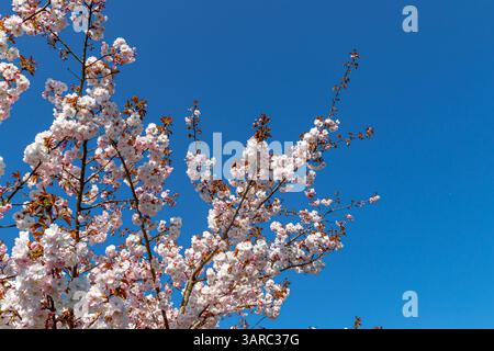 Kirschblüte blüht auf einem Kirschbaum, Prunus Asano, vor einem blauen Himmel in Kew Garden, Kew, London, Großbritannien Stockfoto