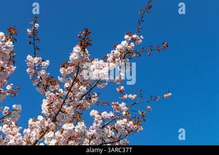 Kirschblüte blüht auf einem Kirschbaum, Prunus Asano, vor einem blauen Himmel in Kew Garden, Kew, London, Großbritannien Stockfoto