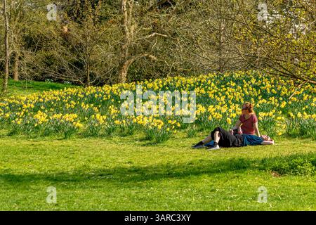 Zwei Personen sitzen auf dem Gras und genießen die Frühlingssonne, neben einer großen Bank von gelben Narzissen im Frühling in Kew Gardens, Kew, London, Großbritannien Stockfoto