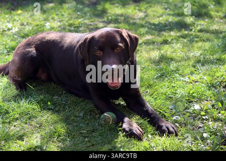 Brauner schokoladenfarbener Labradorhund ruht auf grünem Gras im Garten. Konzept der Senioren-Hundepflege. Stockfoto