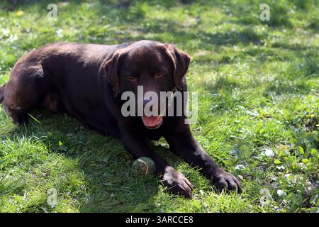 Brauner schokoladenfarbener Labradorhund ruht auf grünem Gras im Garten. Konzept der Senioren-Hundepflege. Stockfoto