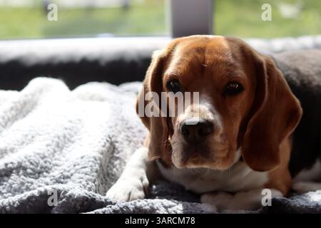 Süßer Beagle-Hund liegt auf seinem Bett. Glückliches Haustierkonzept. Stockfoto