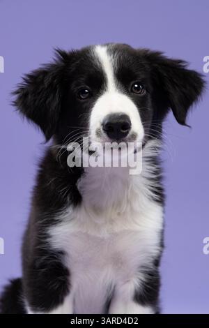 Das niedliche Border Collie Hündchen mit einem durchdringenden Blick blickt direkt in die Kamera, vor einem leuchtenden lila Hintergrund Stockfoto