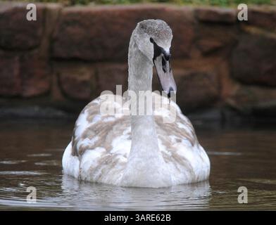 20. Januar 2010: London, England, Vereinigtes Königreich: Das entfremdete cygnet, das während des schlechten Wetters im Eis auf einem See im Sefton Park in Liverpool gefangen war. Dieser kleine Schwan wurde von einer Familie Kanadier adoptiert, genau wie aus den Seiten von Hans Christian Andersen. (Kreditbild: © Mercury Press/ZUMA Press) EINSCHRÄNKUNGEN: * England Rights OUT * Stockfoto