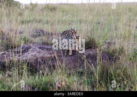 Serval-Katze leckt ihr geflecktes Fell, während sie auf einem Felsen in der riesigen afrikanischen Savanne thront und die Schönheit und Anmut der Tierwelt verkörpert Stockfoto