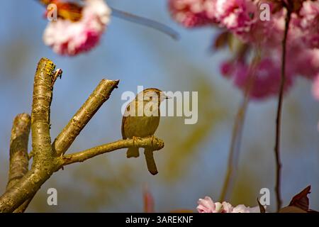 Ein Dunnnock auf einem Zweig zwischen wunderschönen rosafarbenen japanischen Kirschblüten im Sonnenlicht Stockfoto