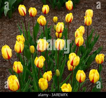 Nahaufnahme der gelben Blüten mit roten Streifen des gefransten Tulpenflamenco. Stockfoto