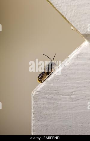 Seitliche Nahaufnahme einer roten maurerbiene auf einem weißen Holzbrett und einem verschwommenen hellen Hintergrund Stockfoto
